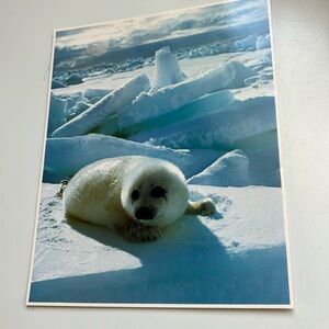 SEAL photo ~ Harp Seal photo in original packaging